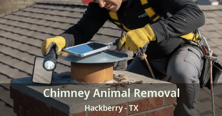 Chimney Animal Removal Hackberry - TX